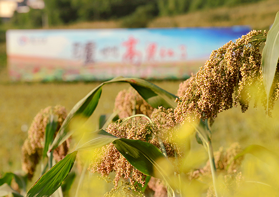 瀘州高粱紅了，濃香國(guó)酒的有機(jī)品質(zhì)從源頭開(kāi)始